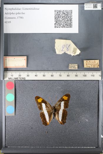 Media type: image;   Entomology 145313